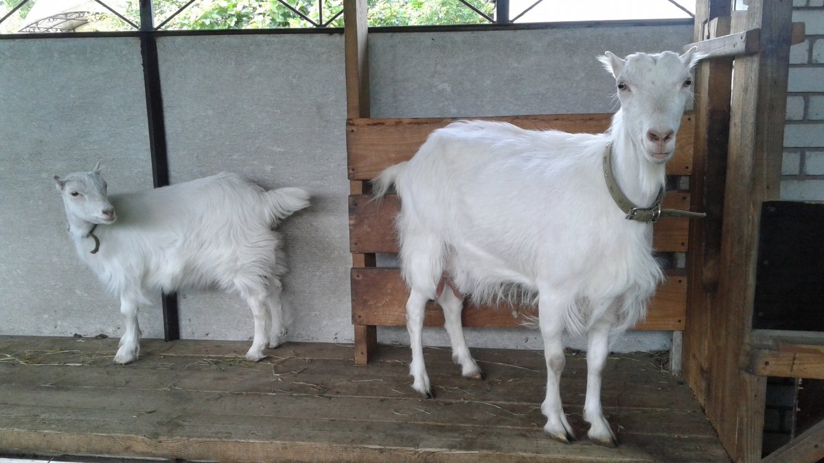 Коза ламанча безрогая