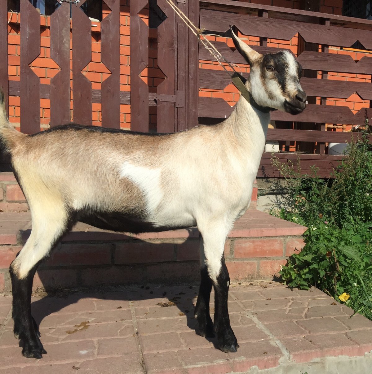 Коза породы Альпики