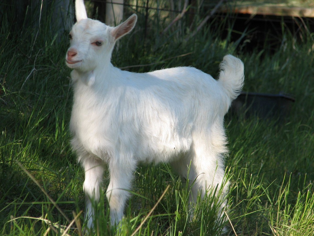 Зааненская безрогой козы