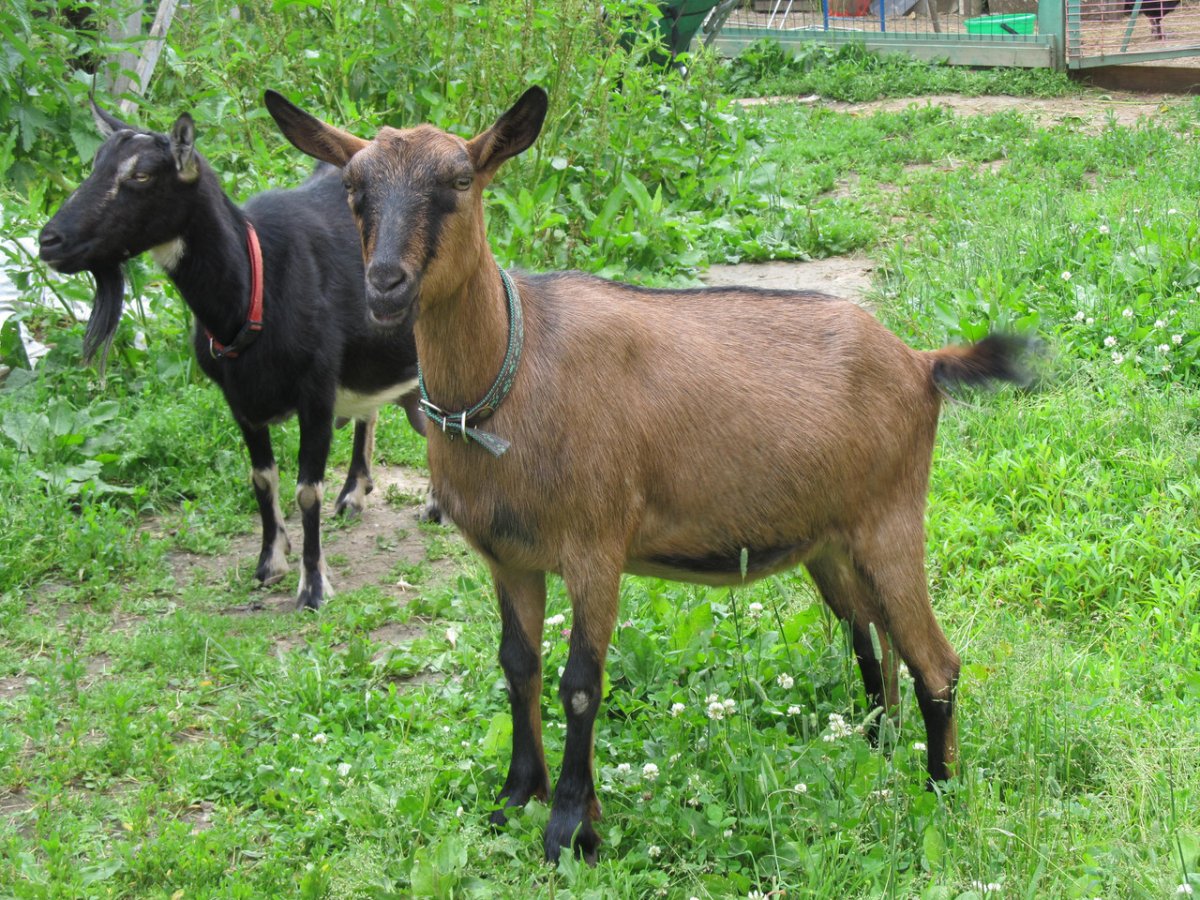 Чешская бурая коза