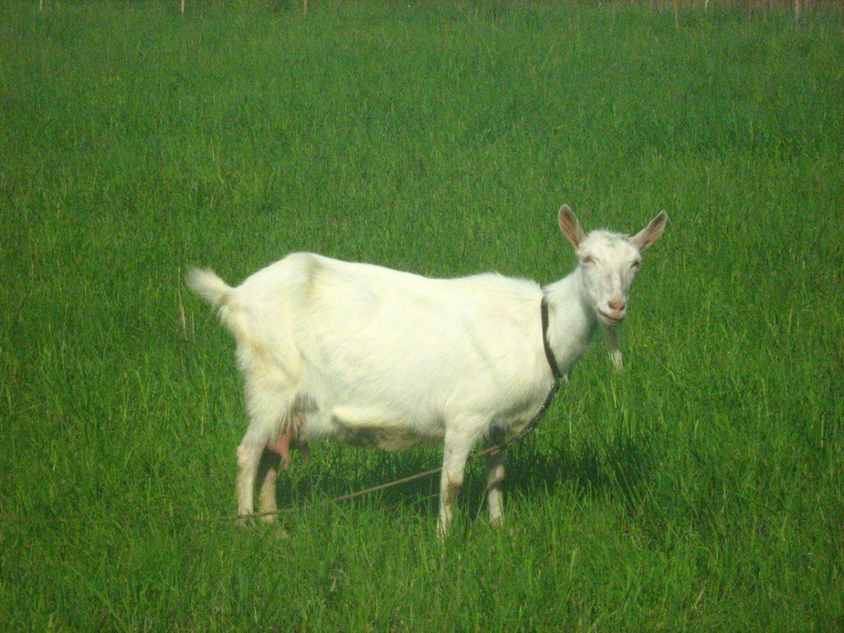 Коза зааненская комолая