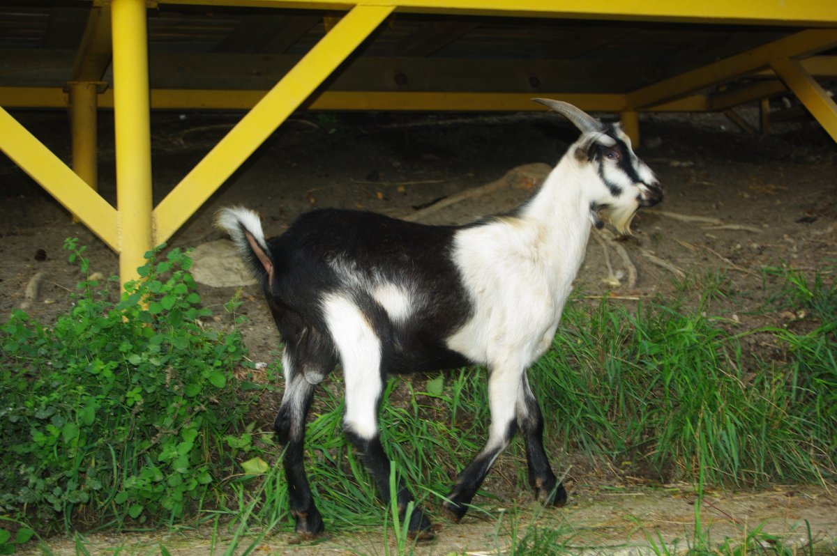 Чистопородная Альпийский козлик