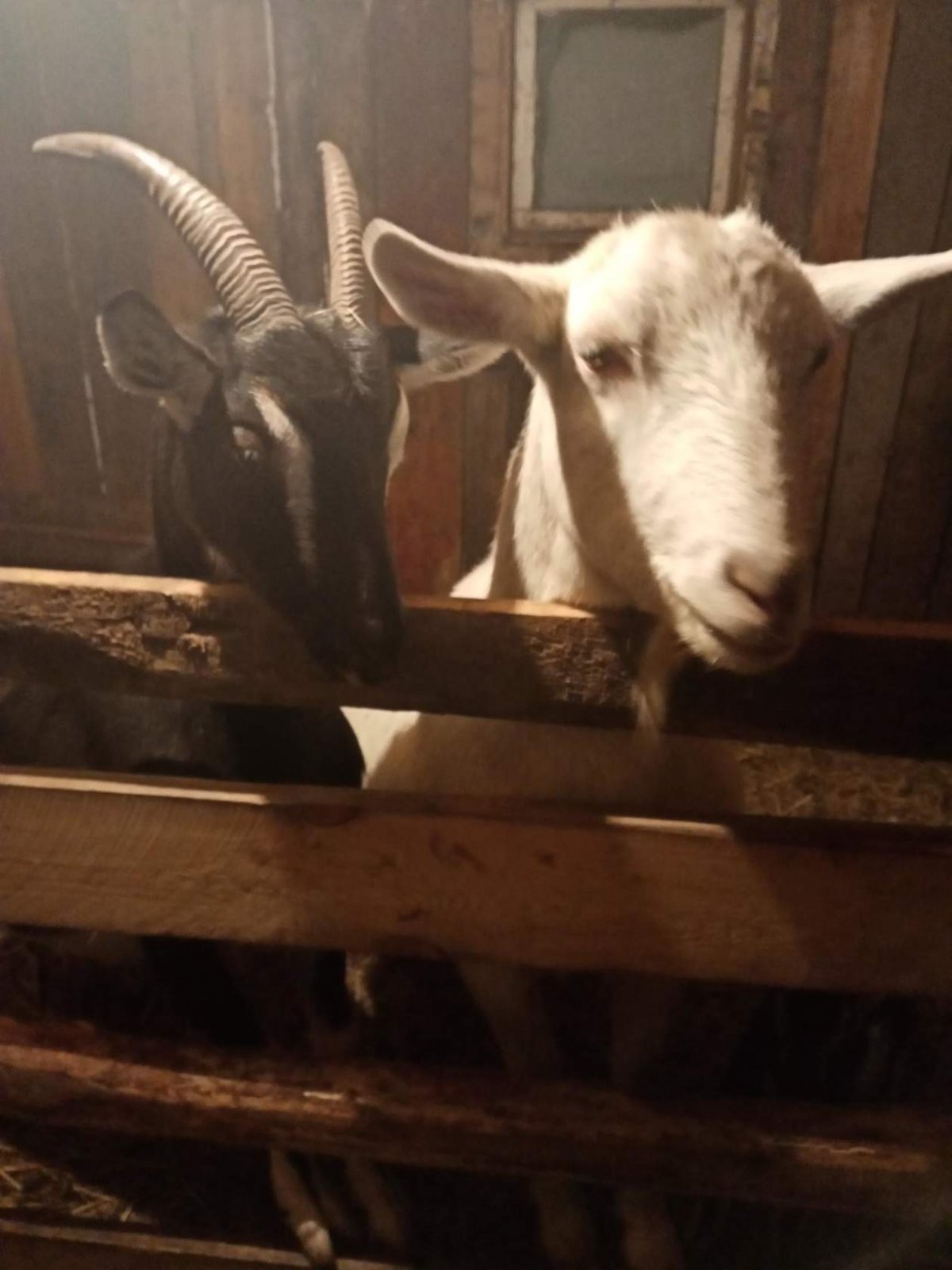 Пиакок козы