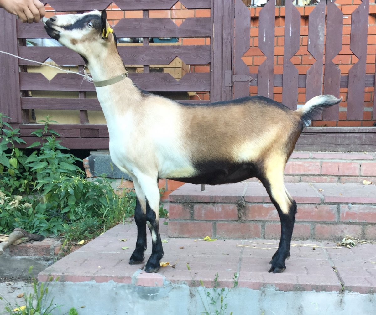 Альпийская коза пиакок