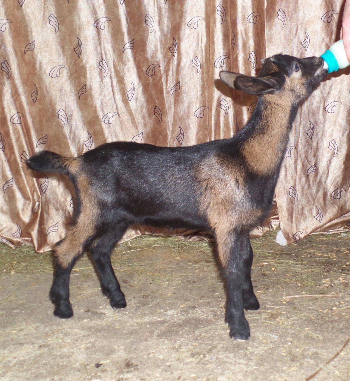 Альпийские козы окраса Пеакок