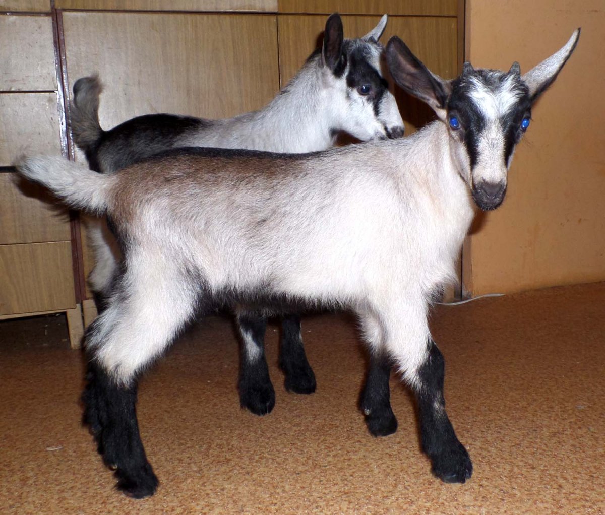 Козлята расцветка