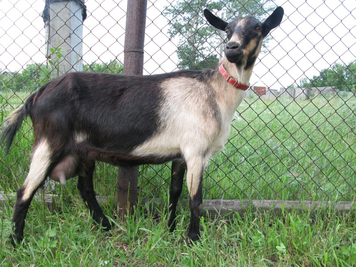 Альпийская коза пиакок