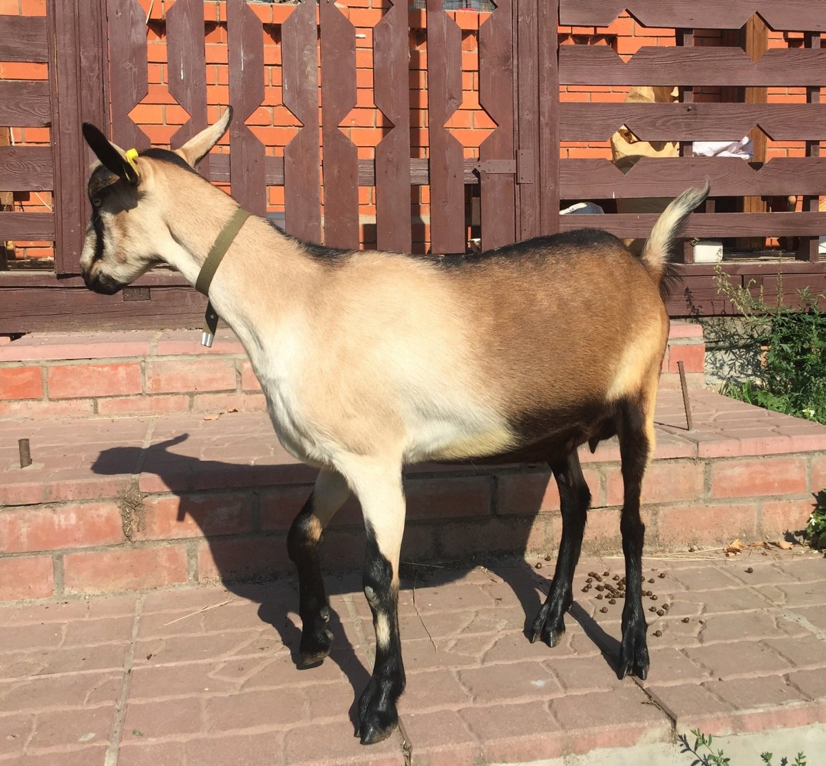 Альпийские козы Серна