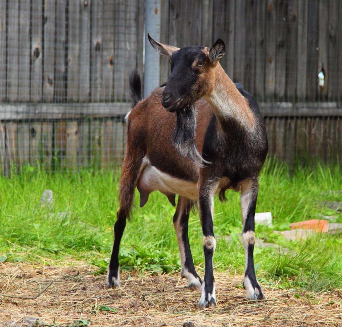 Высокогорная Альпийская коза