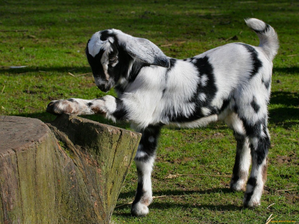 Козы Комори