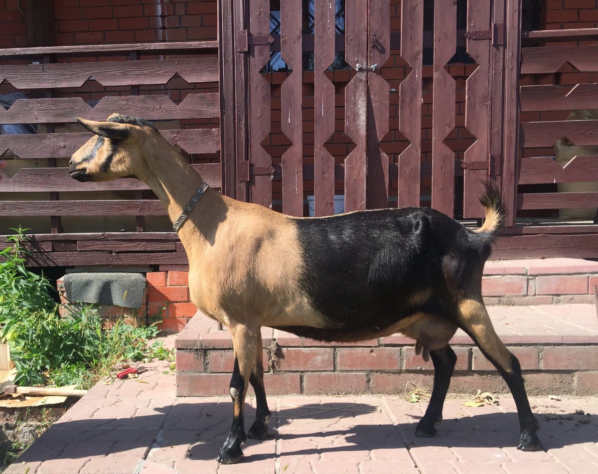 Окрас сангоу альпийской козы