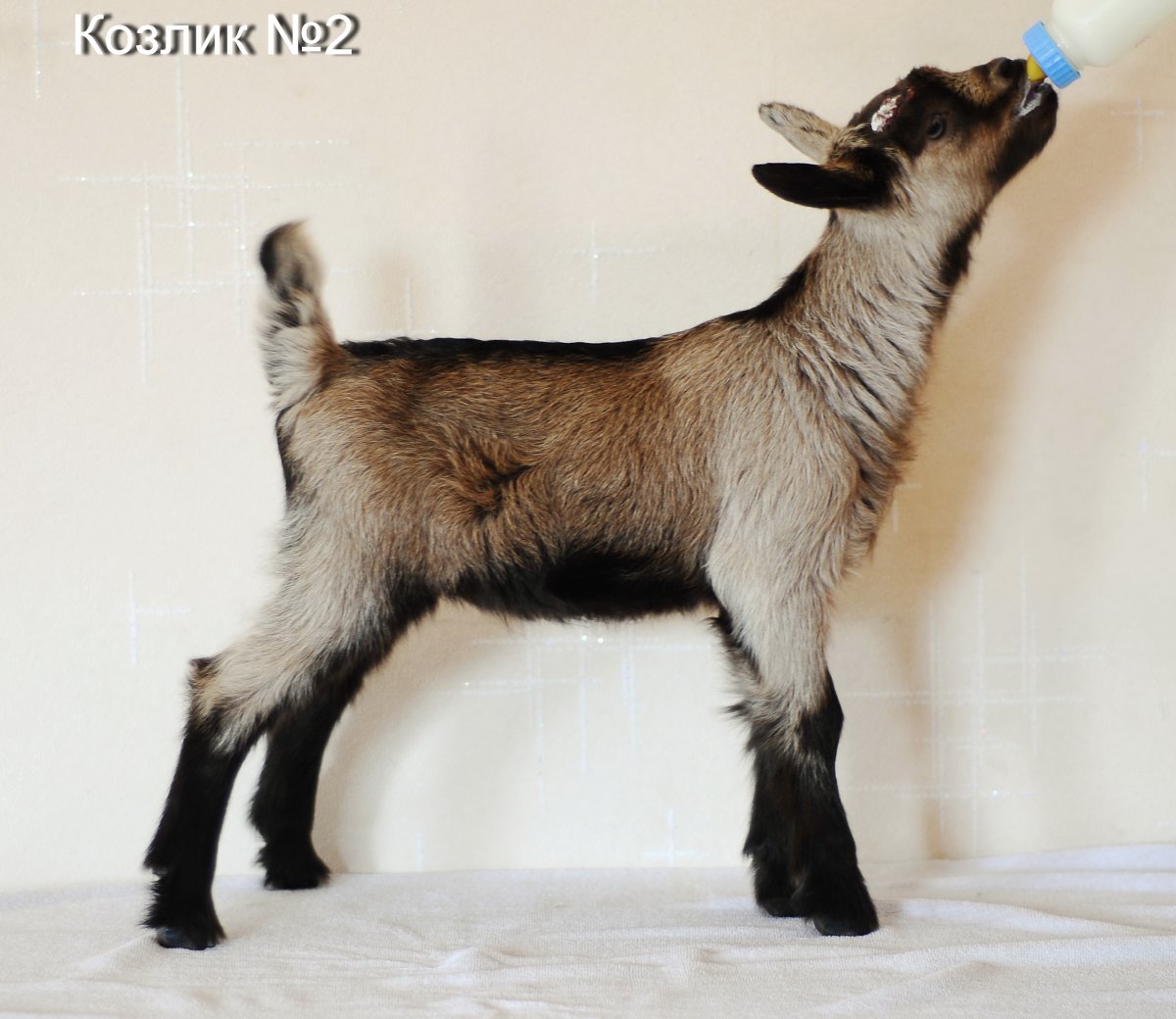 Альпийские козы Серна