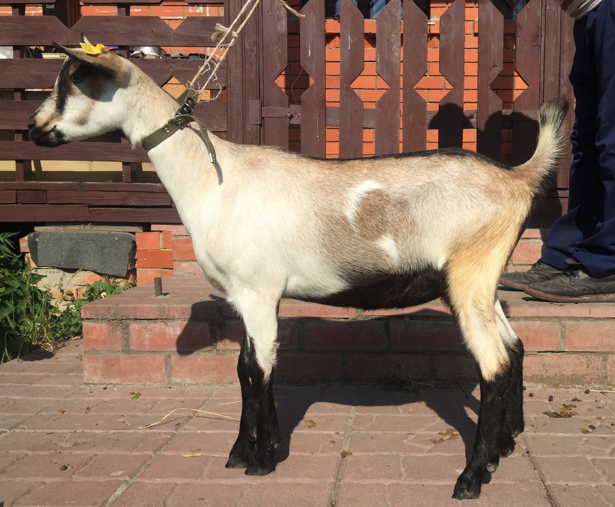 Альпийская коза пиакок