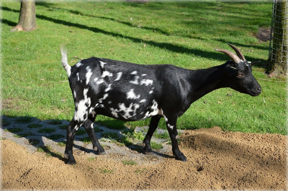 Козел пятнистый