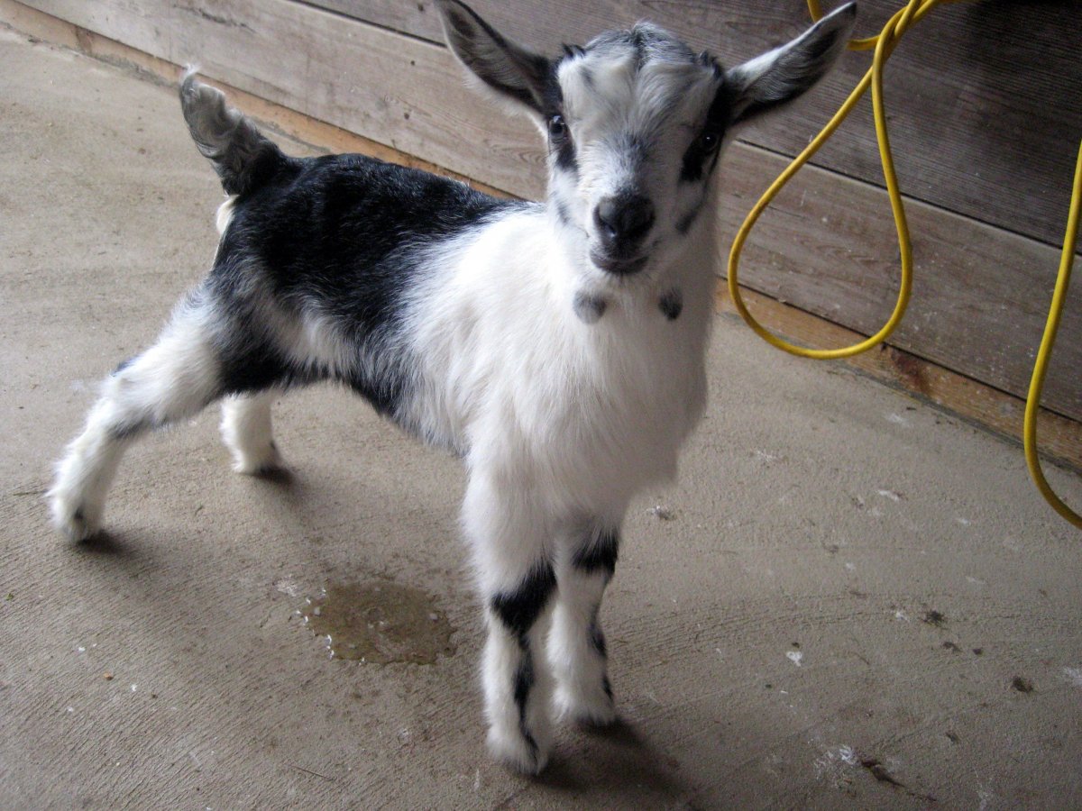 Альпийская коза с сережками