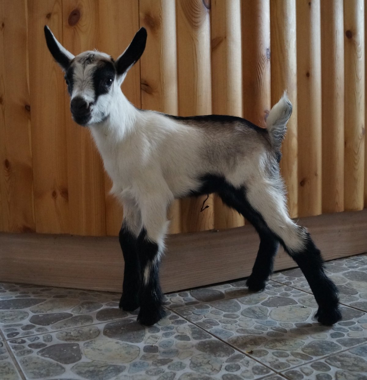 Альпийская порода коз