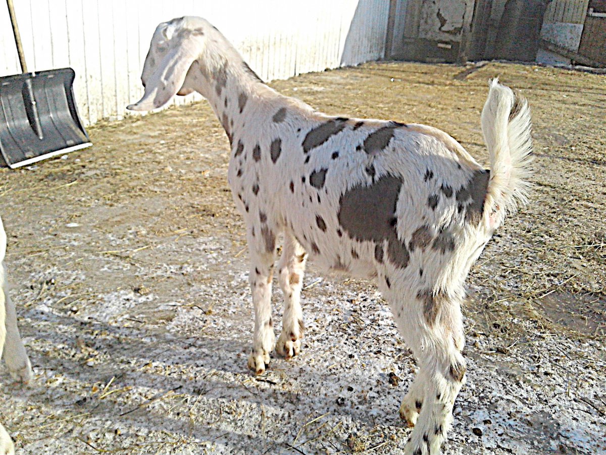 Ч/П нубийские козы