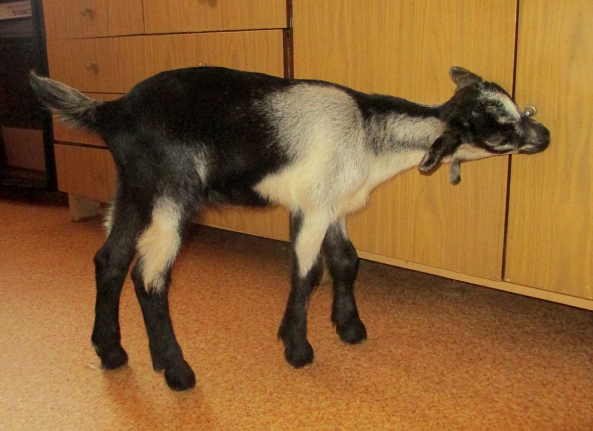 Альпийская коза выставка