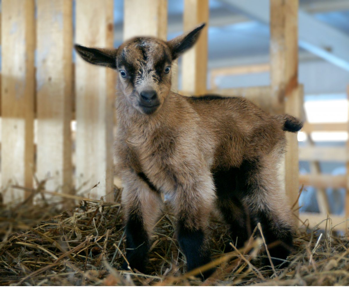 Альпийские козы Серна