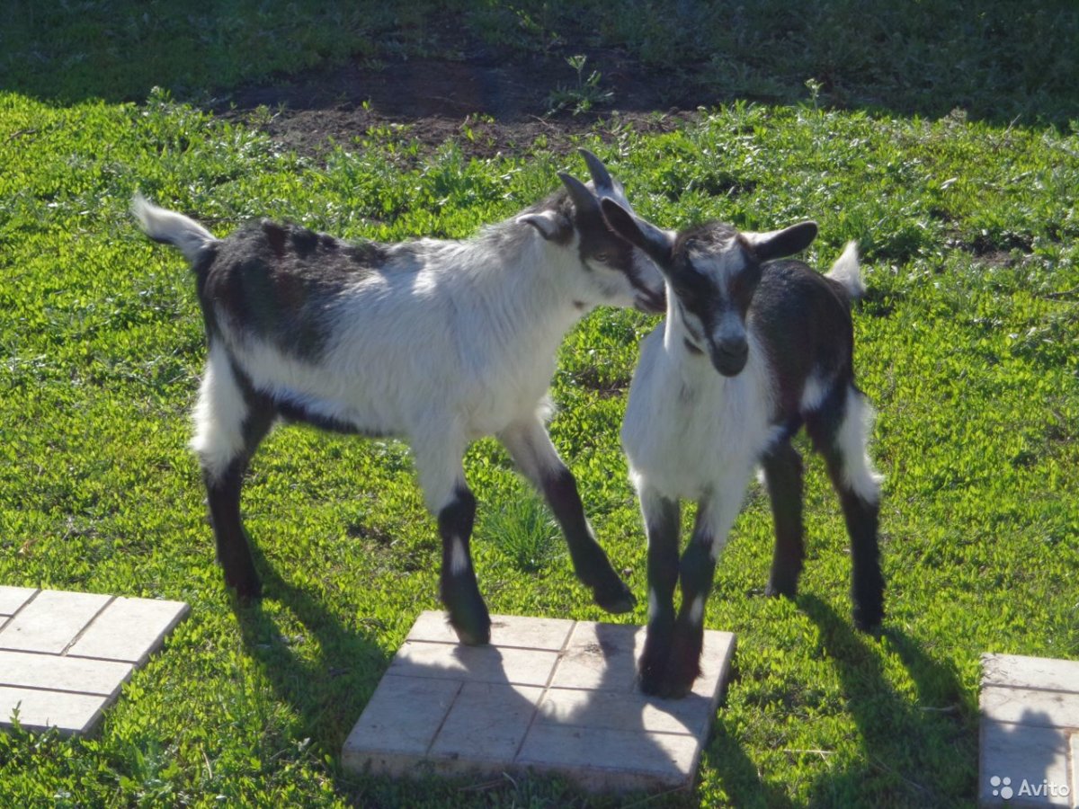 Локтаыия альпийской козы