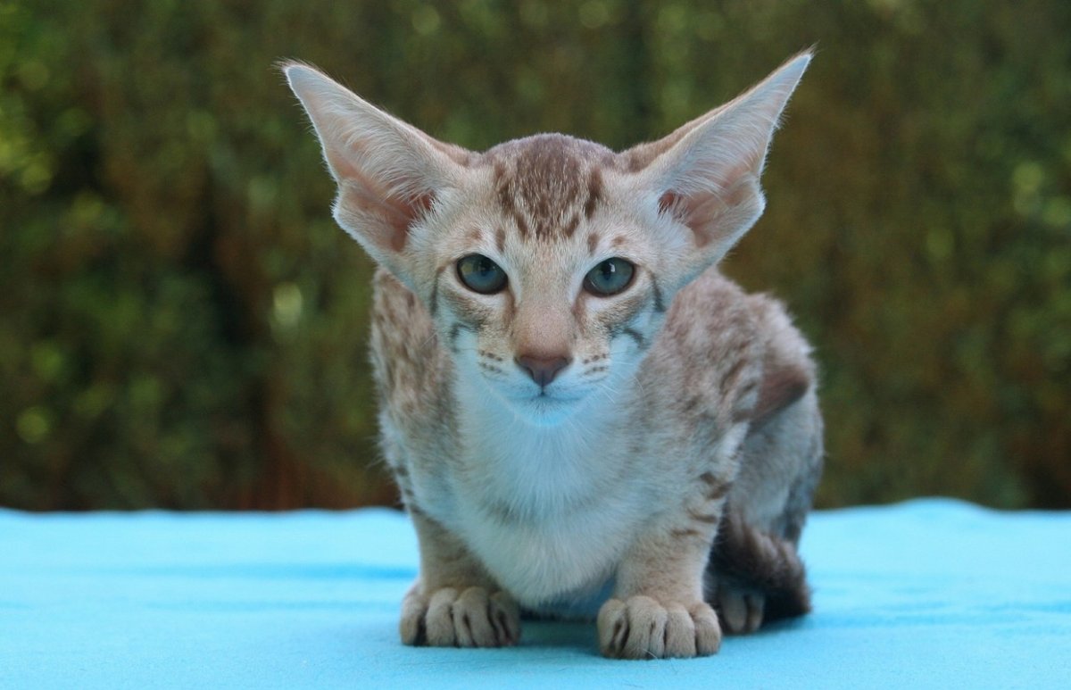 Oriental Shorthair