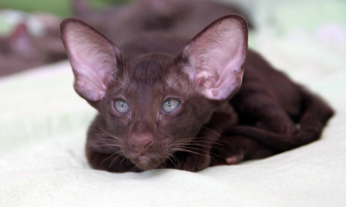 Ориентальная кошка на рабочий стол