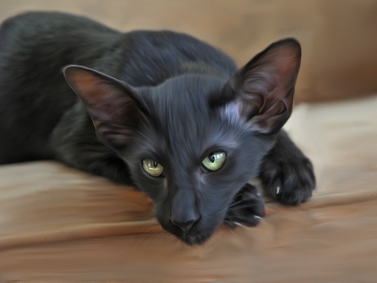 Черная кошка