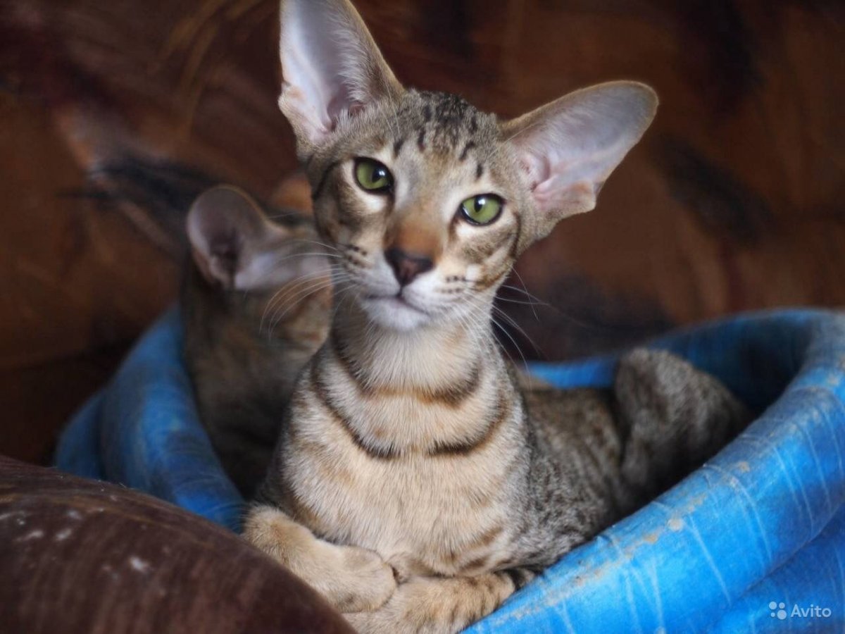 Кошка Ориентал