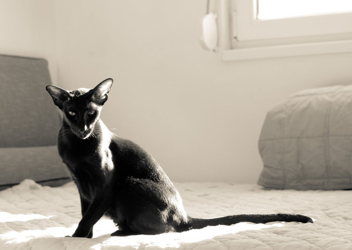 Черная Ориенталь кошка