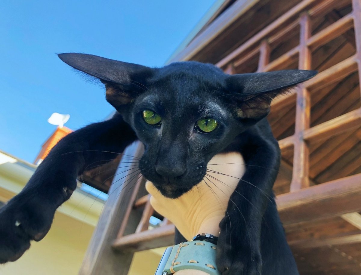 Ушастый кот порода Ориентал