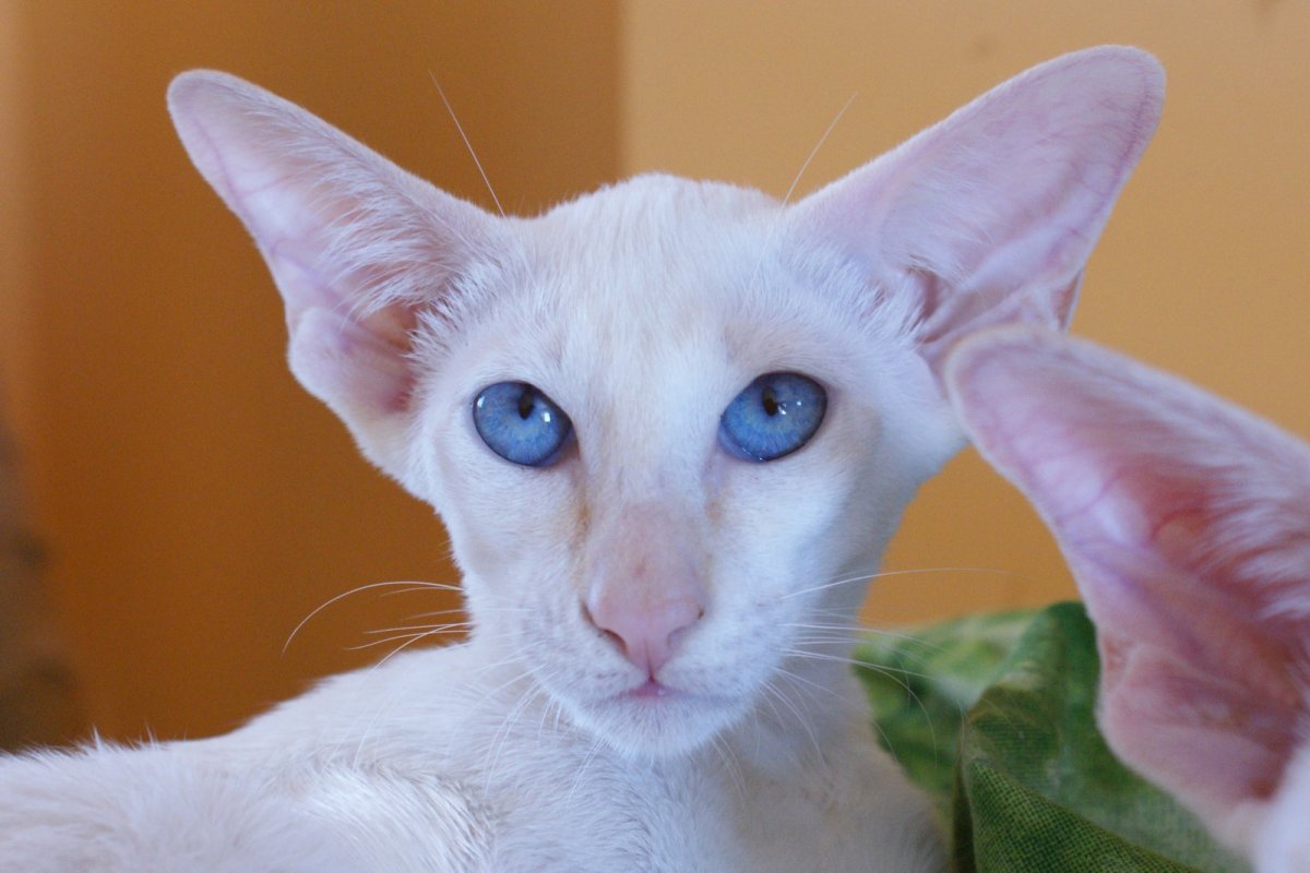 Ориентальная короткошерстная кошка