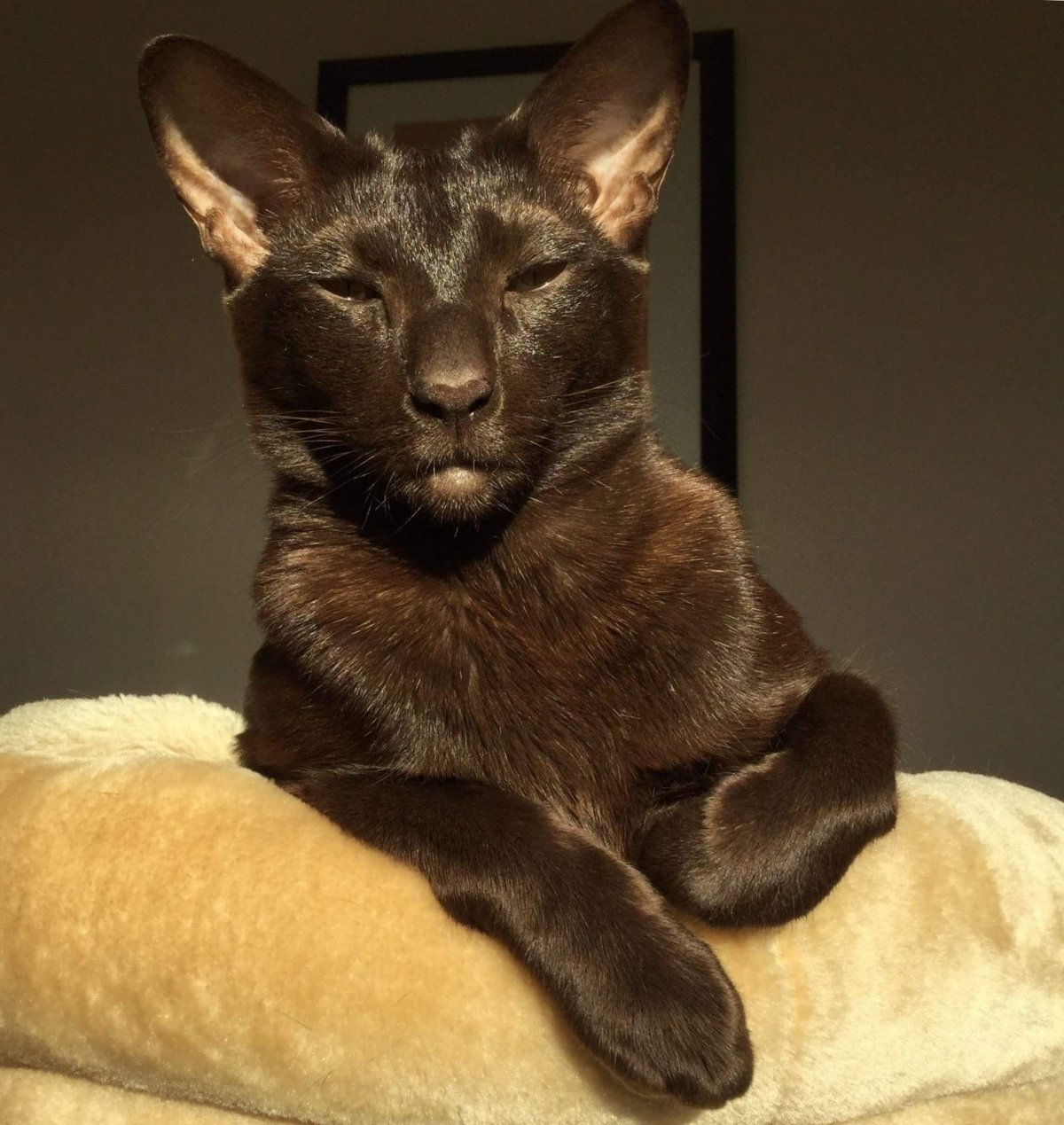 Ориентал Гавана Браун