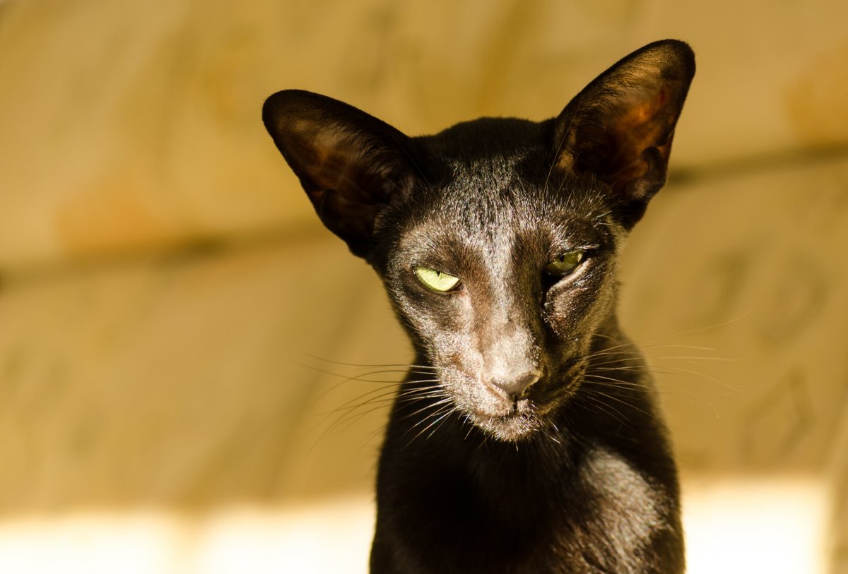 Ориентальный кот Гавана