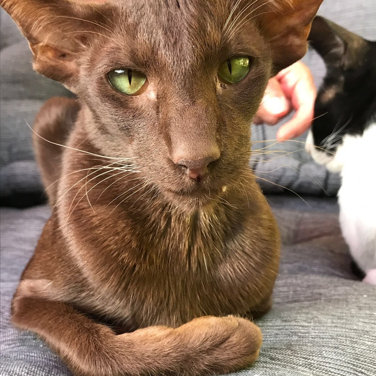 Ориентальная кошка Эстетика