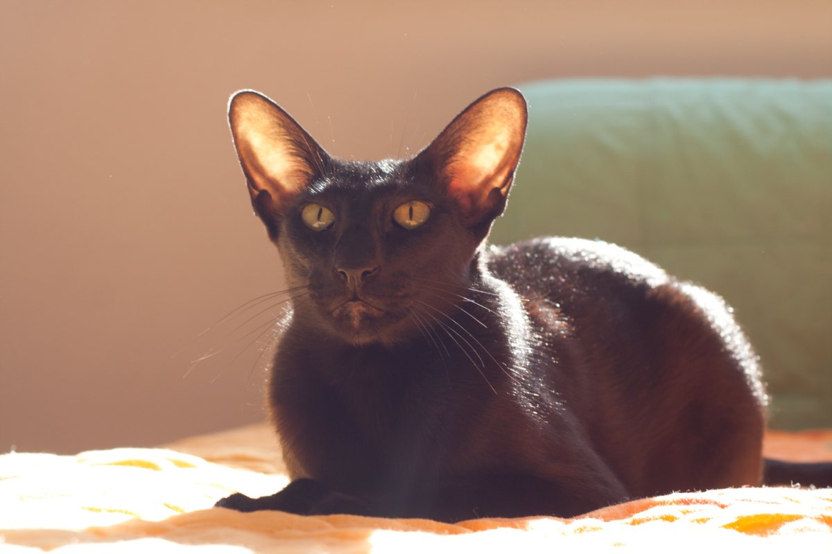 Ориентальная короткошерстная кошка