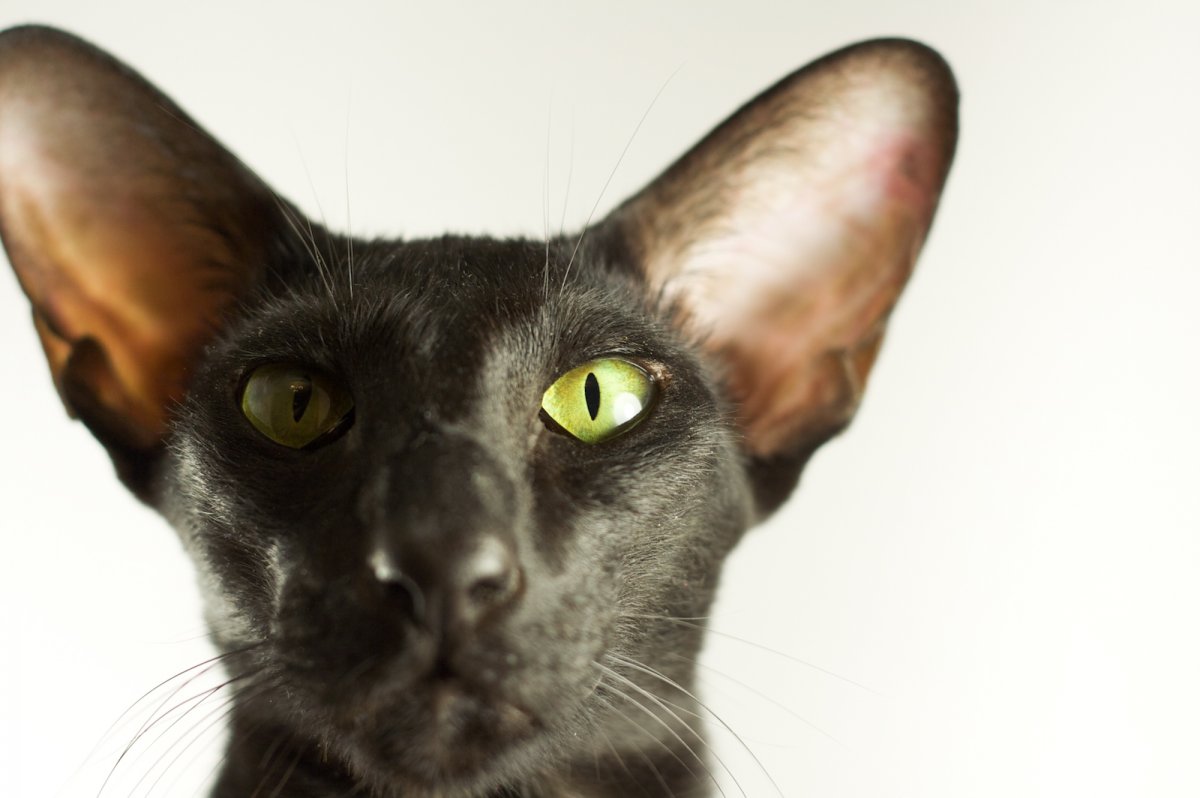 Ориентальная порода кошек