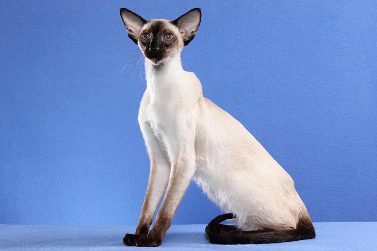 Ориентальная кошка бежевая