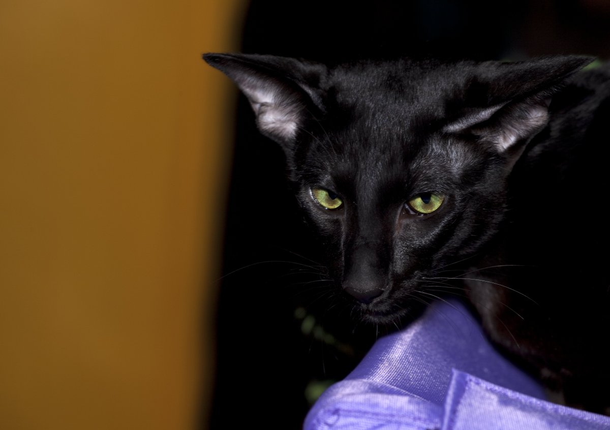 Ориентальная кошка страшная