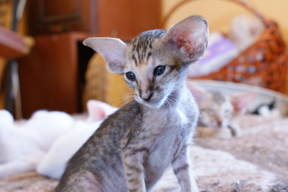 Сиамская Ориентальная кошка