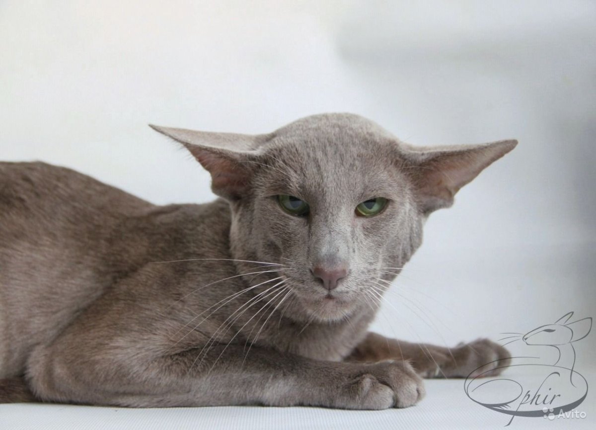 Ориентальная кошка