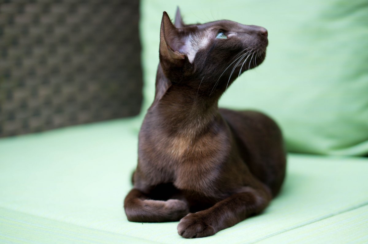 Ориентальная кошка