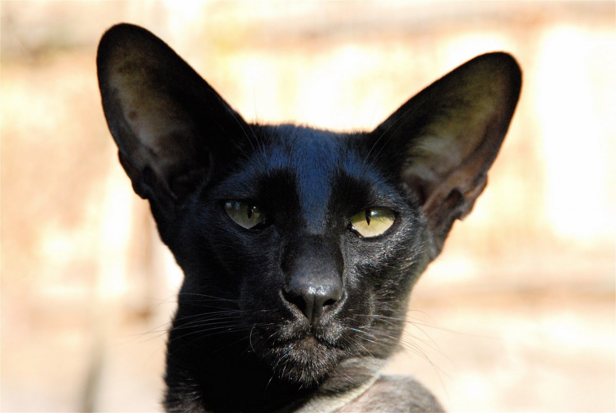 Сиамская кошка Ориентал