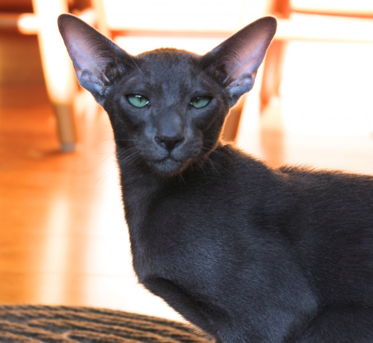 Ориентальная кошка на рабочий стол