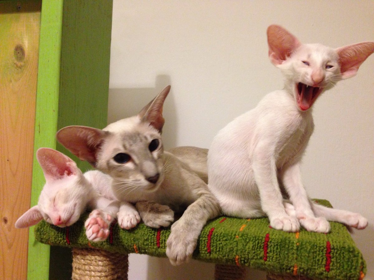 Ориентальная кошка черная