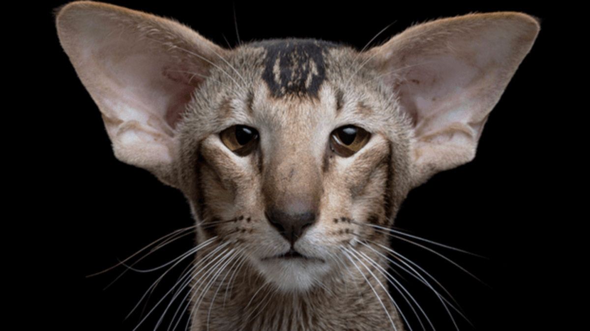 Ориентальный кот Гавана