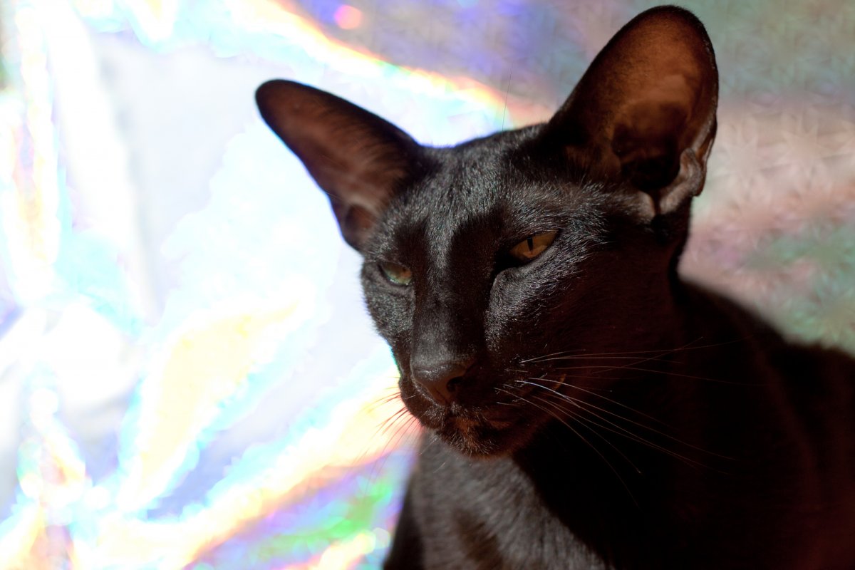 Кот Ориентал черный