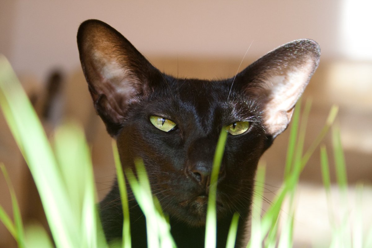 Ориентал на природе