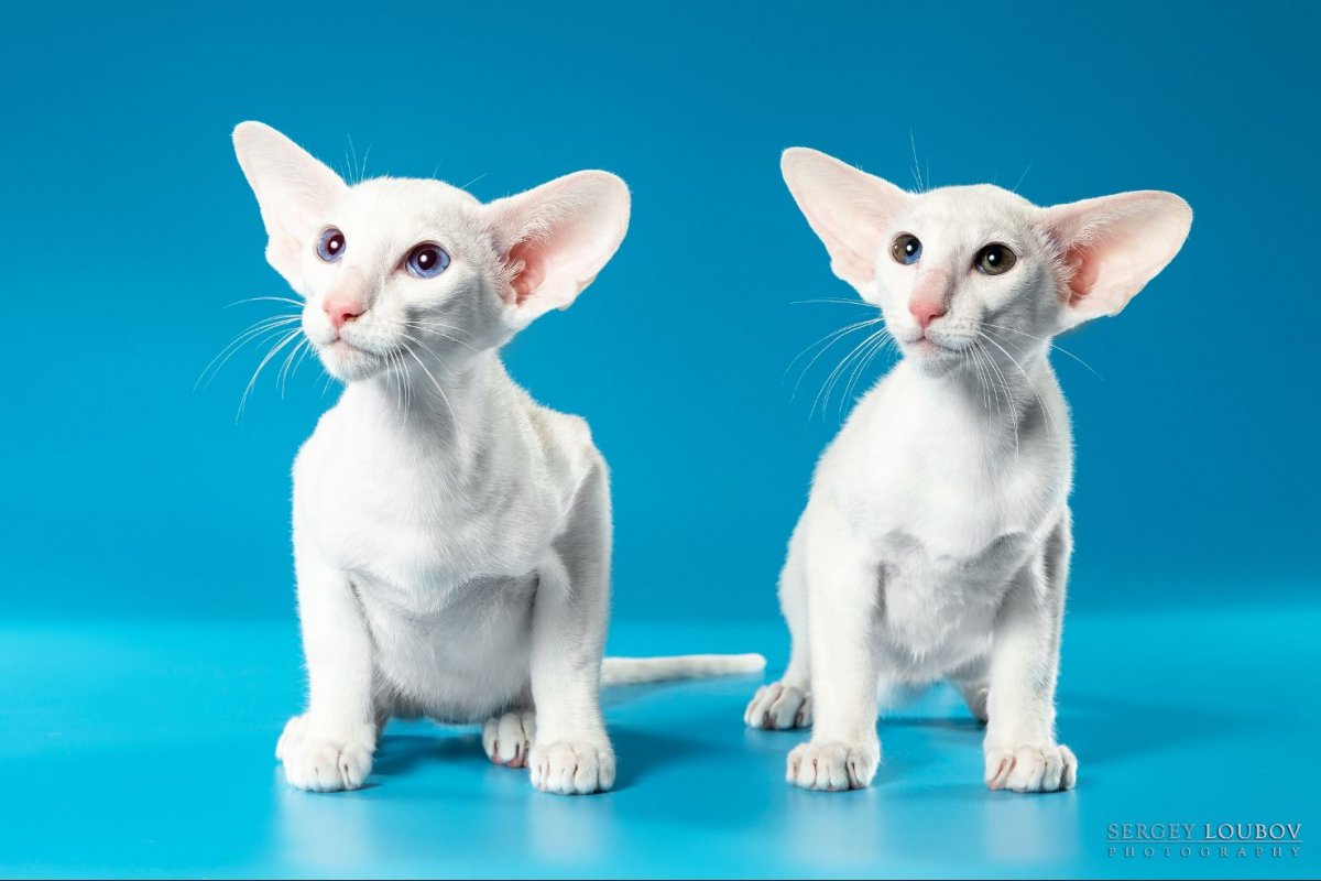 Коты ориенталы отказники