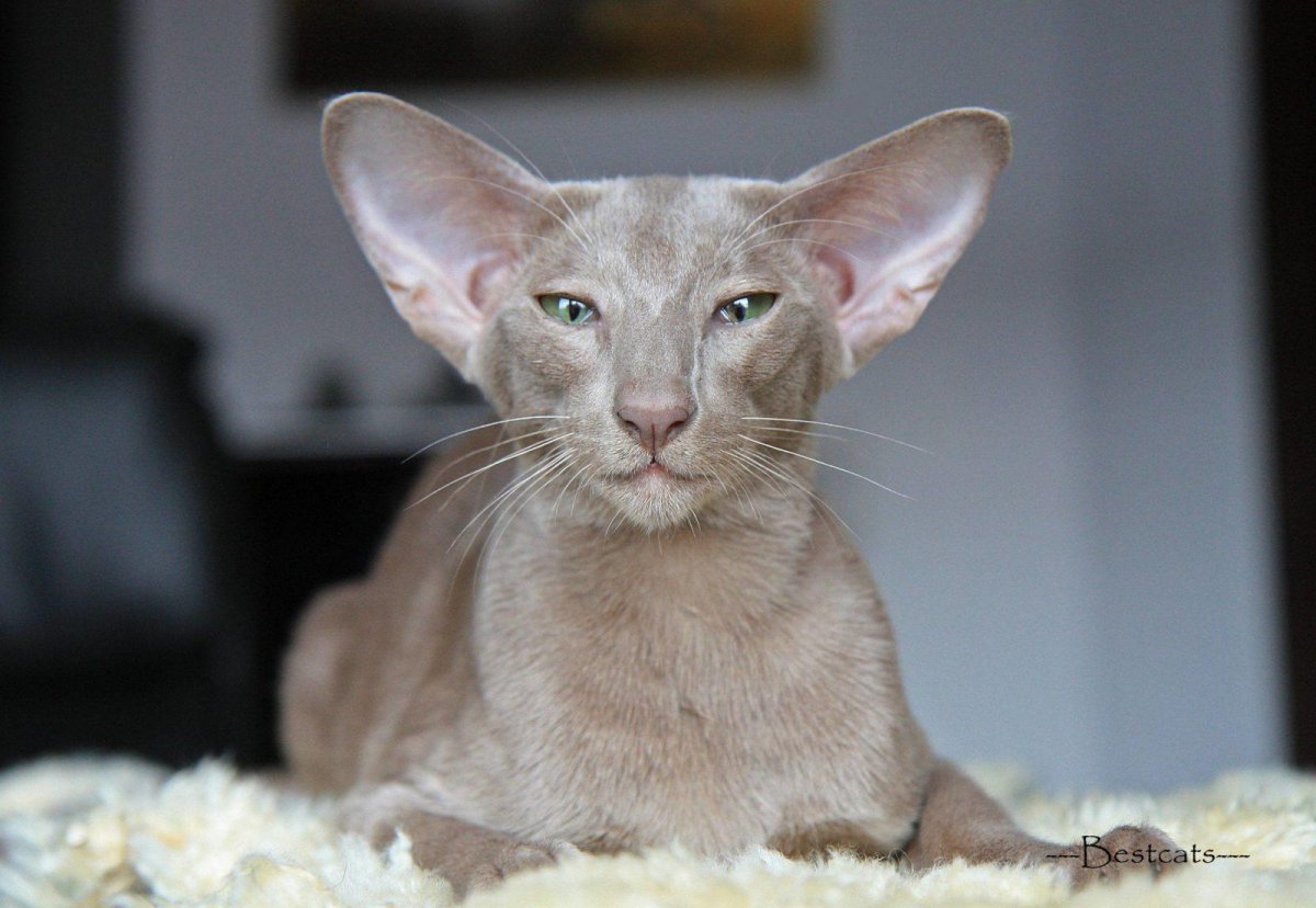 Коты грузины порода Ориентал