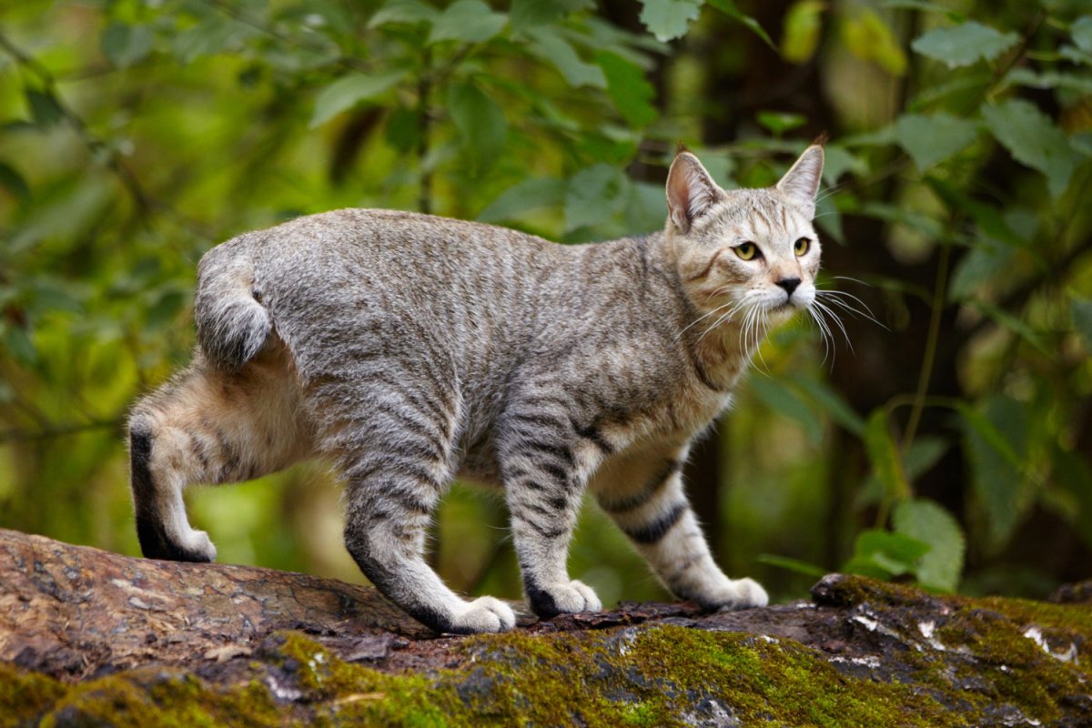 Порода пиксибоб